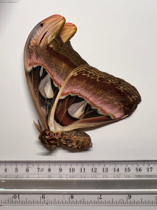 Atlas Moth - Attacus atlas - Natural Death Papered Specimen