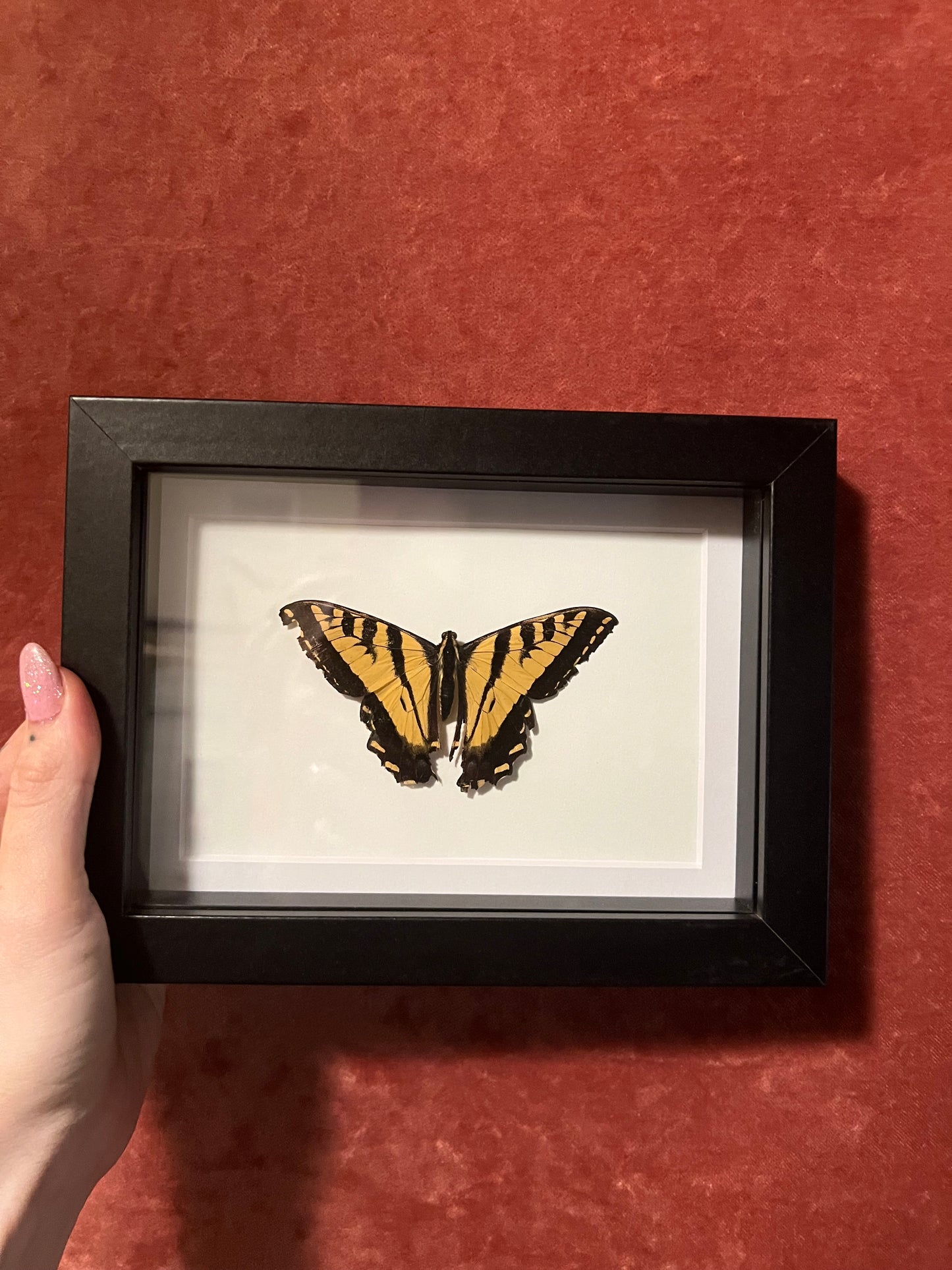 Tiger Swallowtail (ND) 5x7