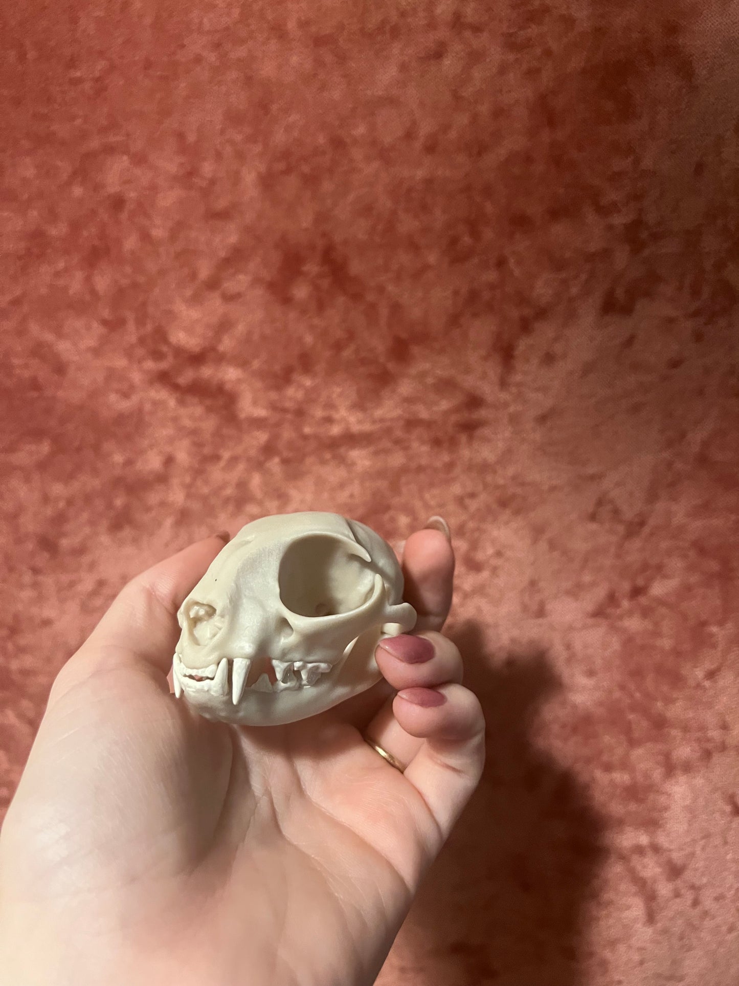 Replica Domestic Cat Skull