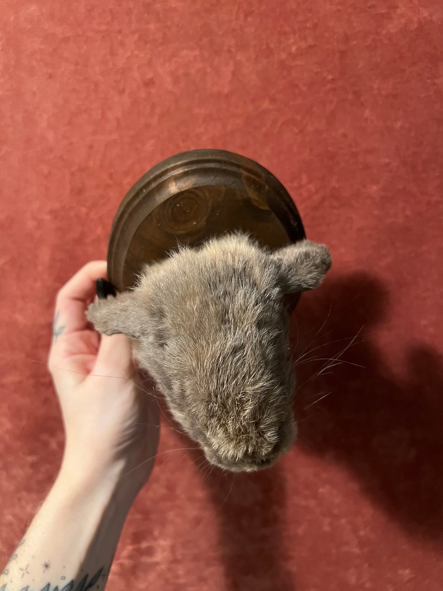 Holland Lop Bunny Mount Taxidermy