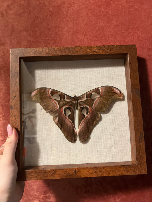Attacus Atlas Moth (ND) 8x8