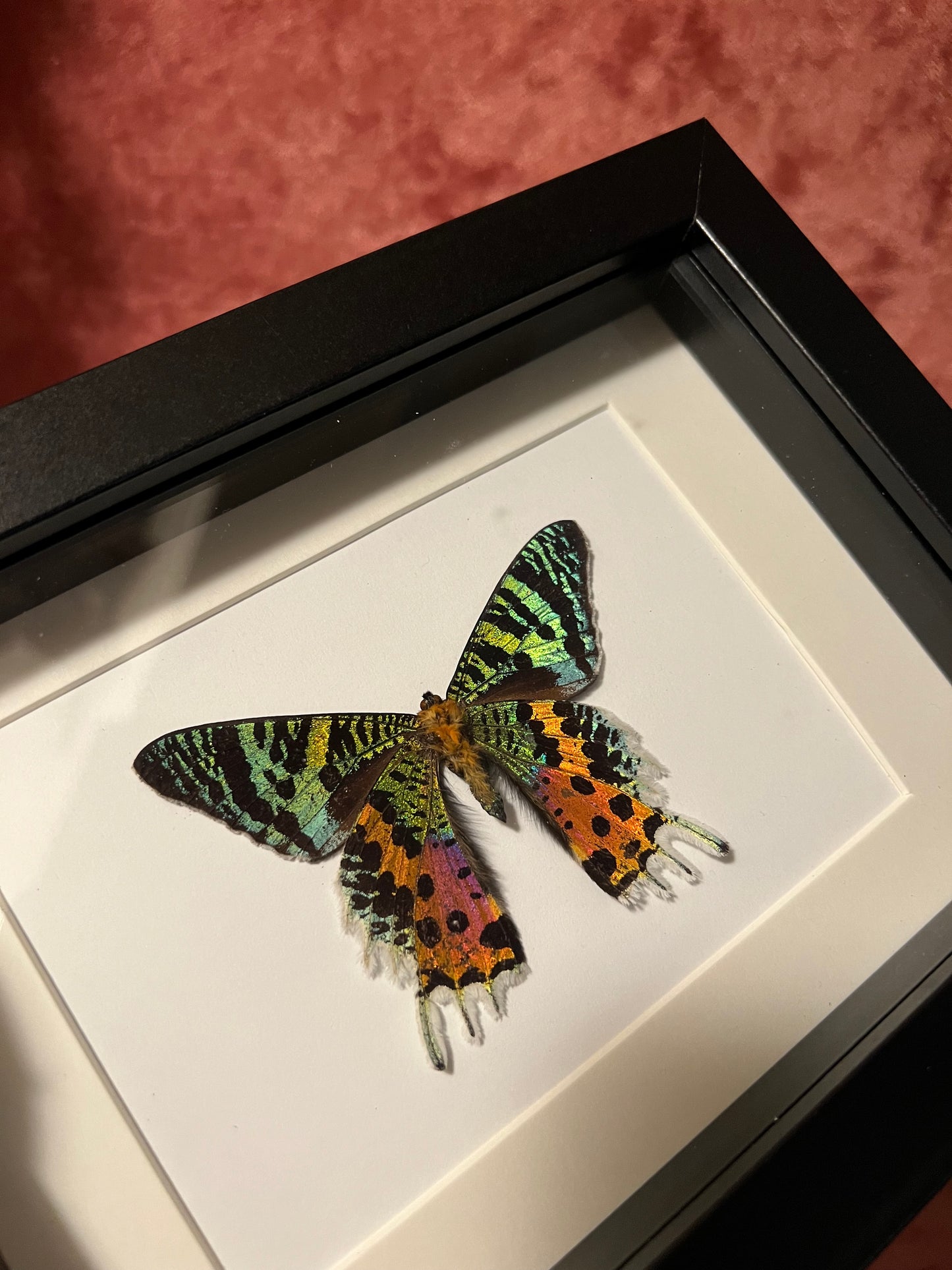 Madagascan Sunset Moth 5x7 Frame