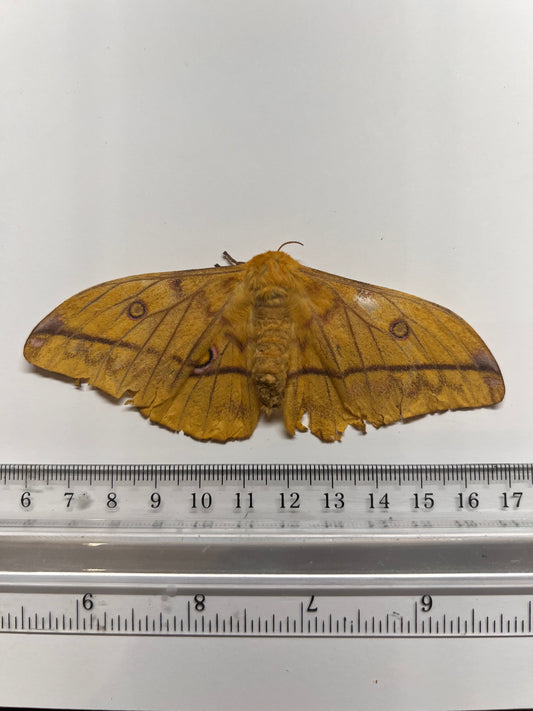 Yellow Emperor Moth - Gonimbrasia dione - Natural Death Papered Specimen