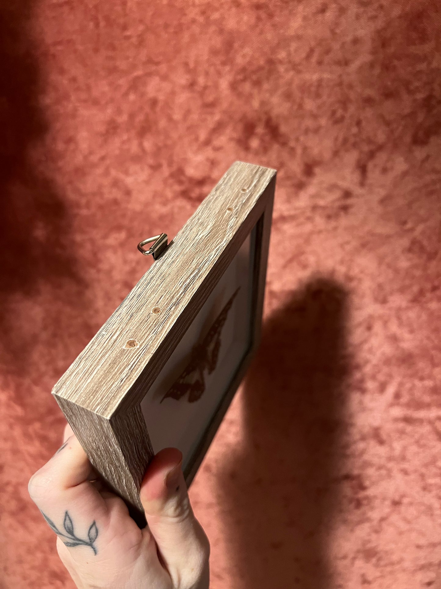 Blue Jay Butterfly 5x5