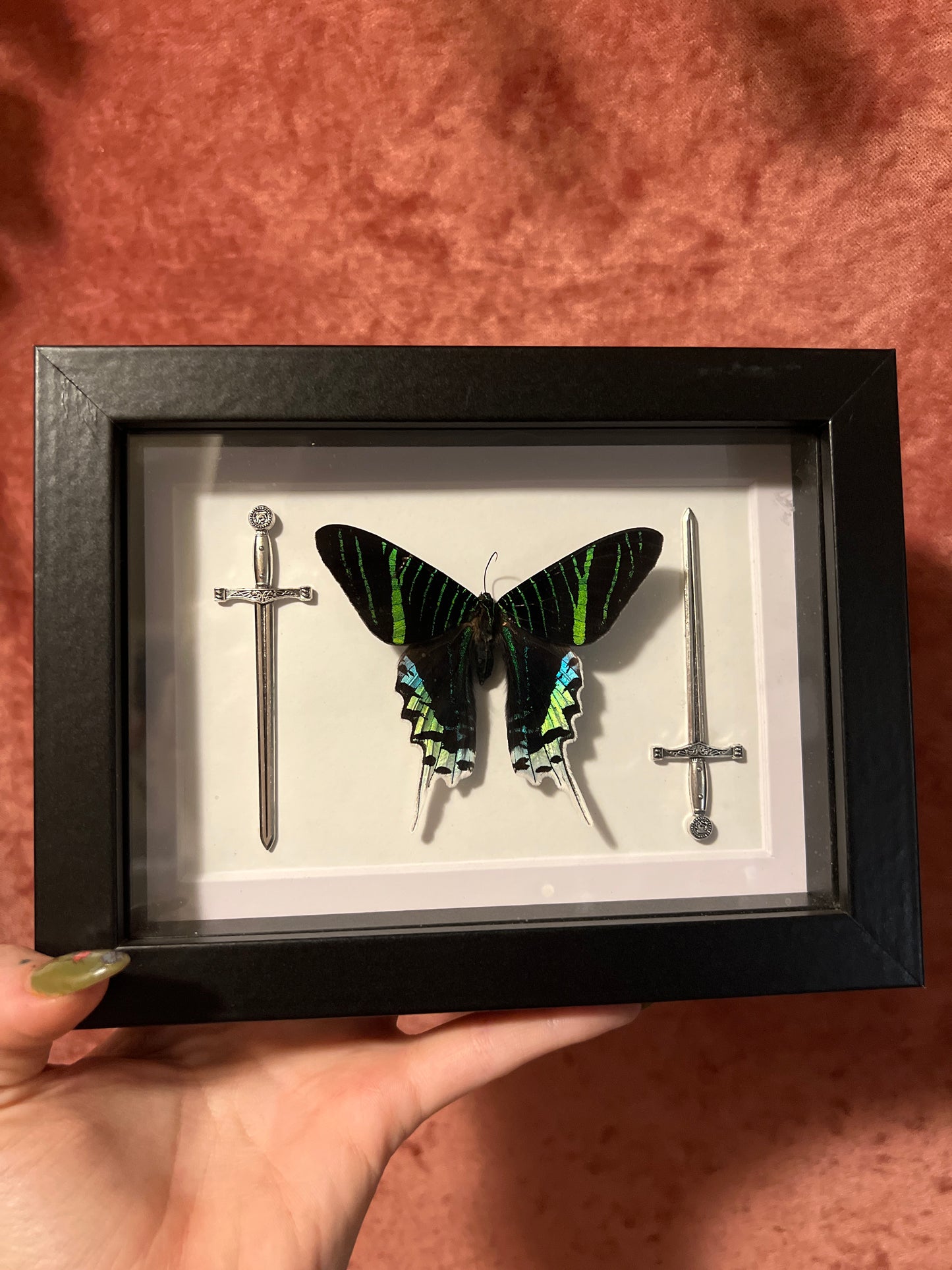 Green-Banded Urania and Swords