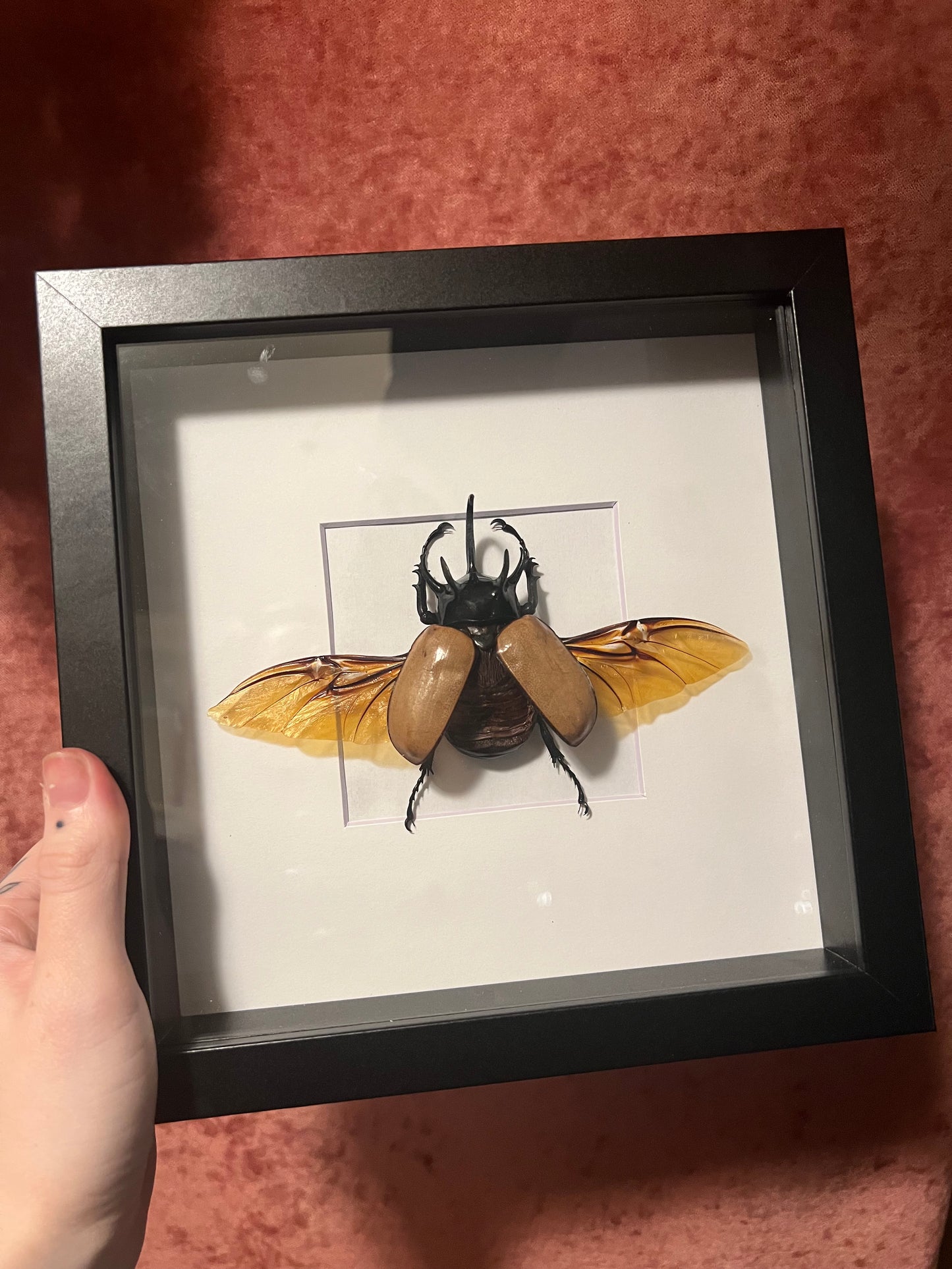 Five Horned Rhino Beetle in 8x8 Frame