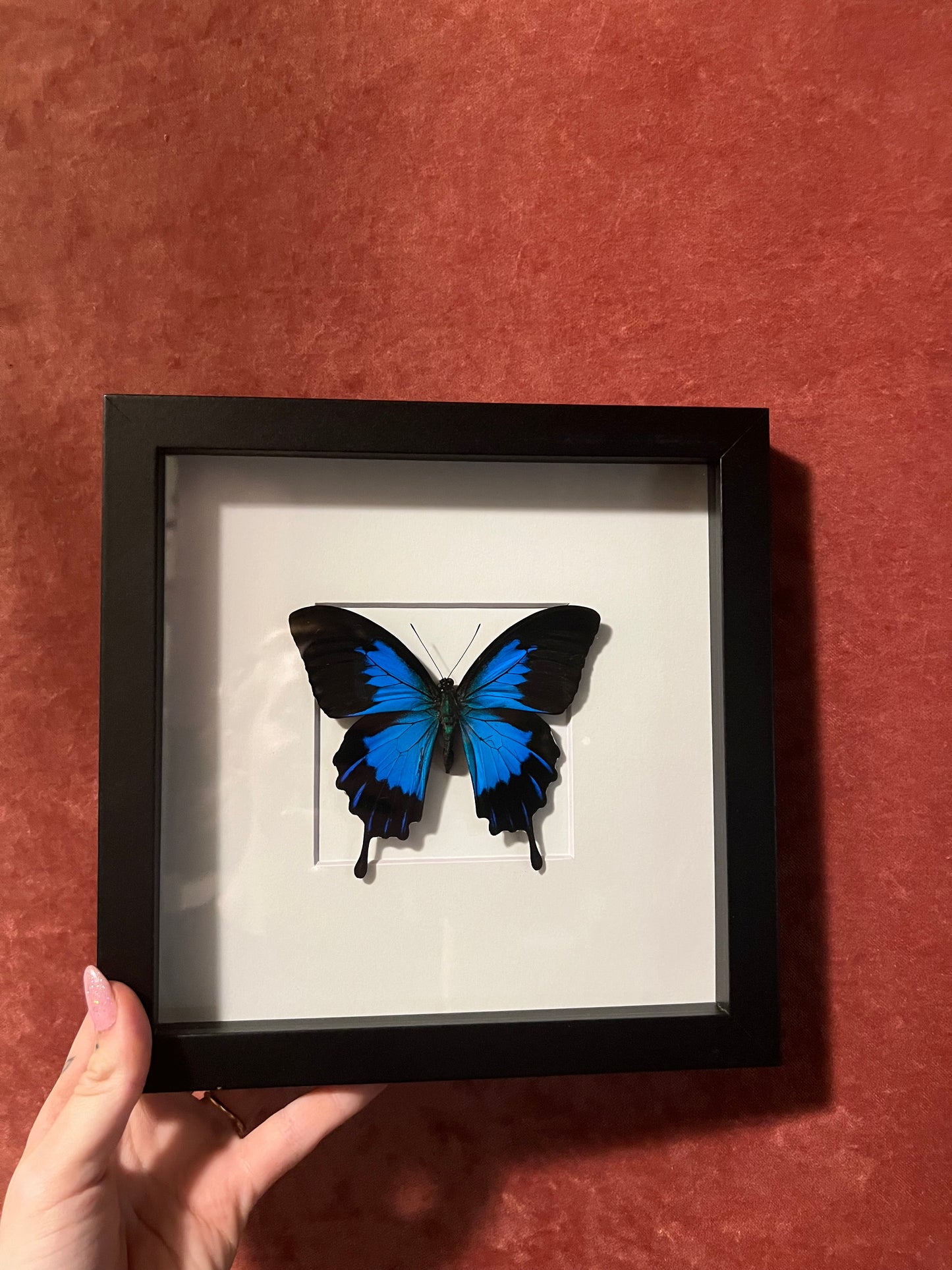Blue Ulysses Swallowtail 8x8