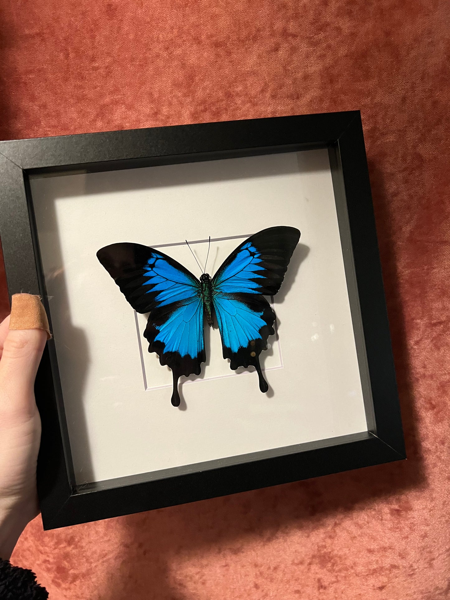 Ulysses Swallowtail Butterfly 8x8 Frame