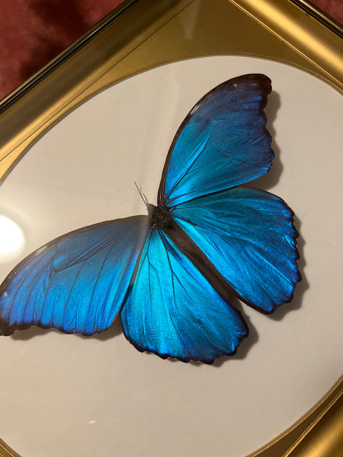 Morpho Didius, Blue Morpho, 9x11 Brass Frame