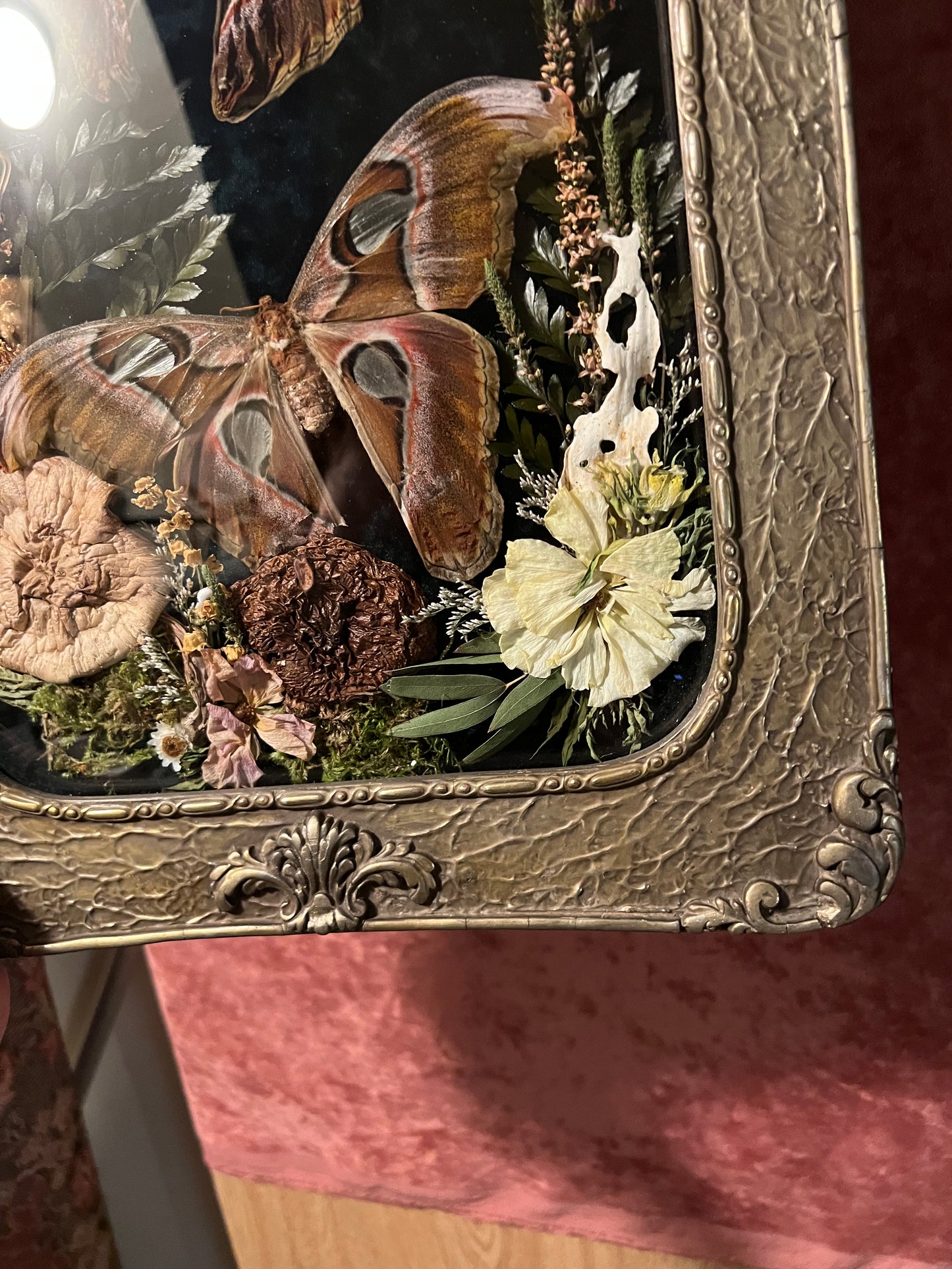 Atlas Moth Duo in Antique Frame