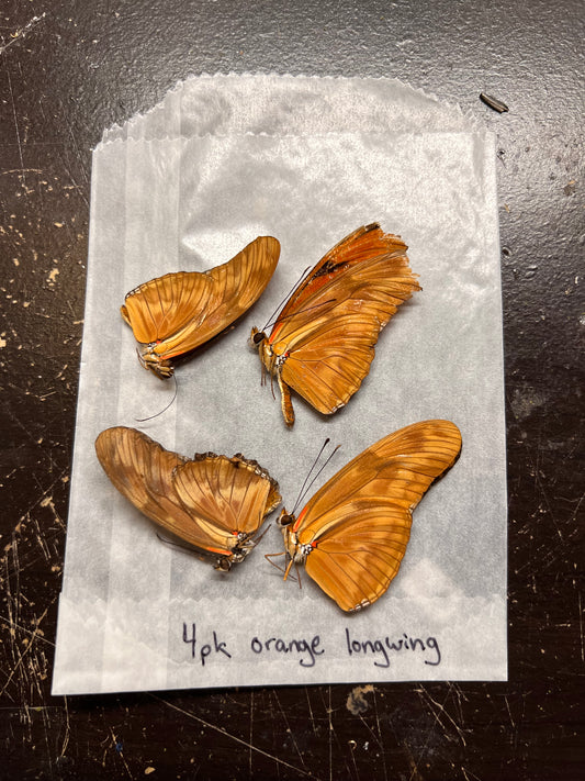 Longwing 4pk Natural Death Papered Specimens