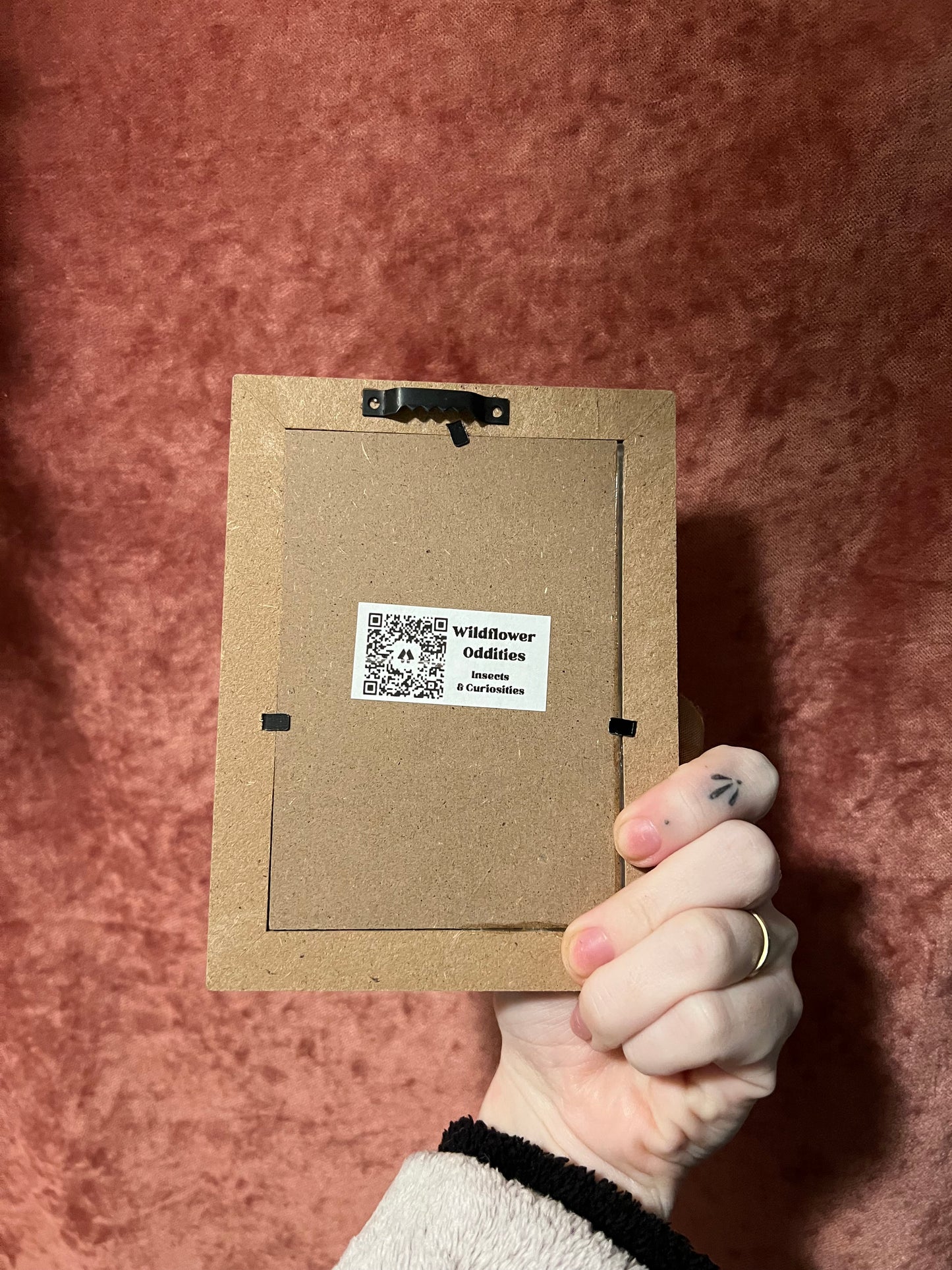 Paper Specimen Vintage Looking Display Frames