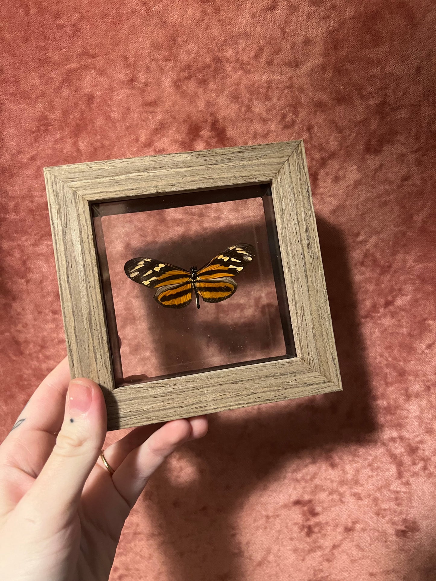 Glass Backed Natural Deaths 4x4