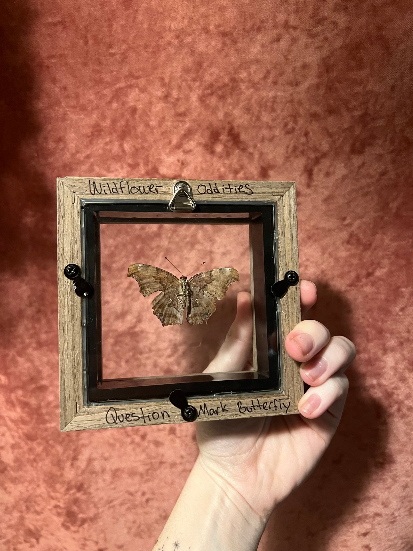 Glass Backed Natural Deaths 4x4