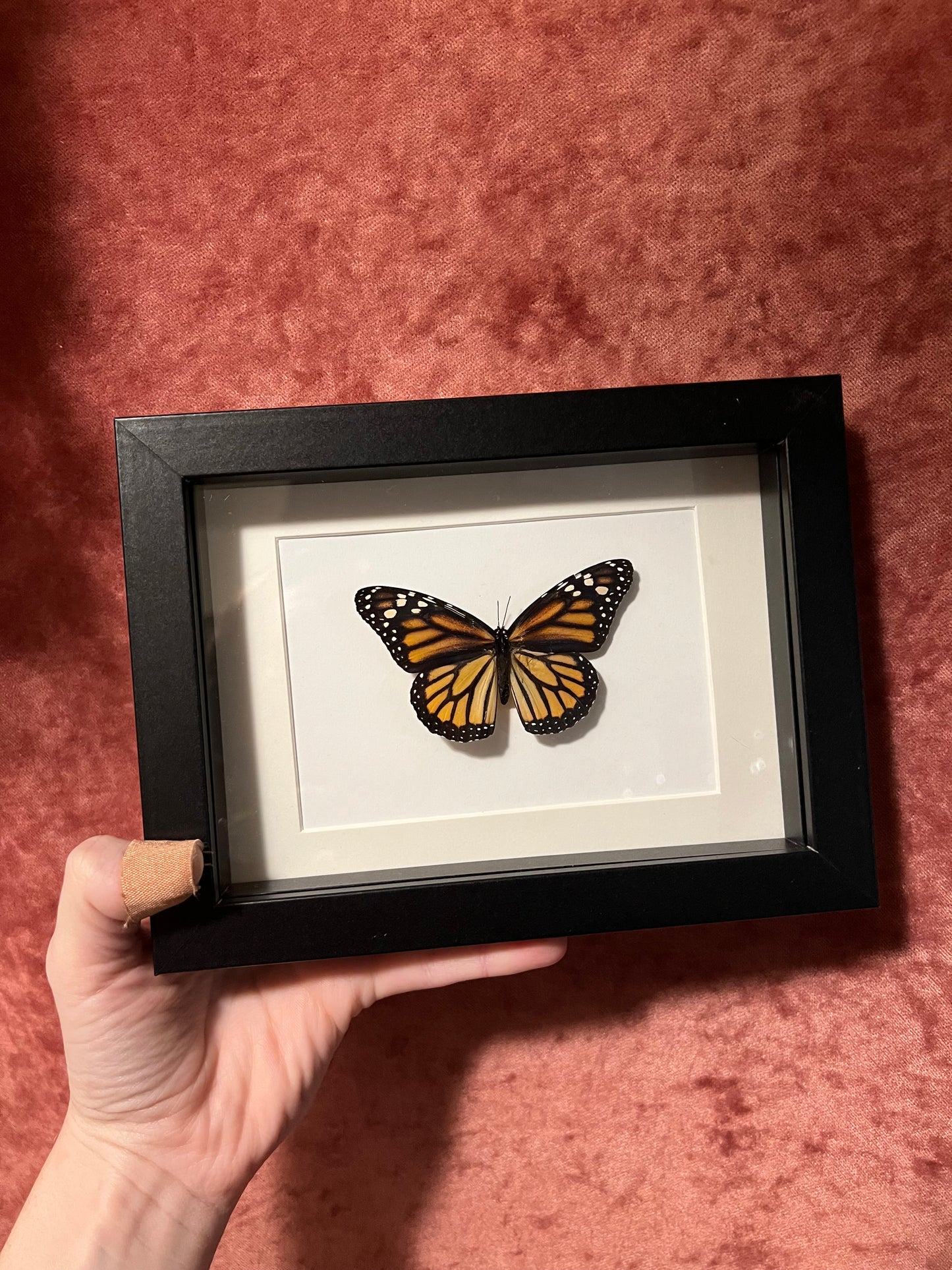 Monarch Butterfly 5x7 Frame