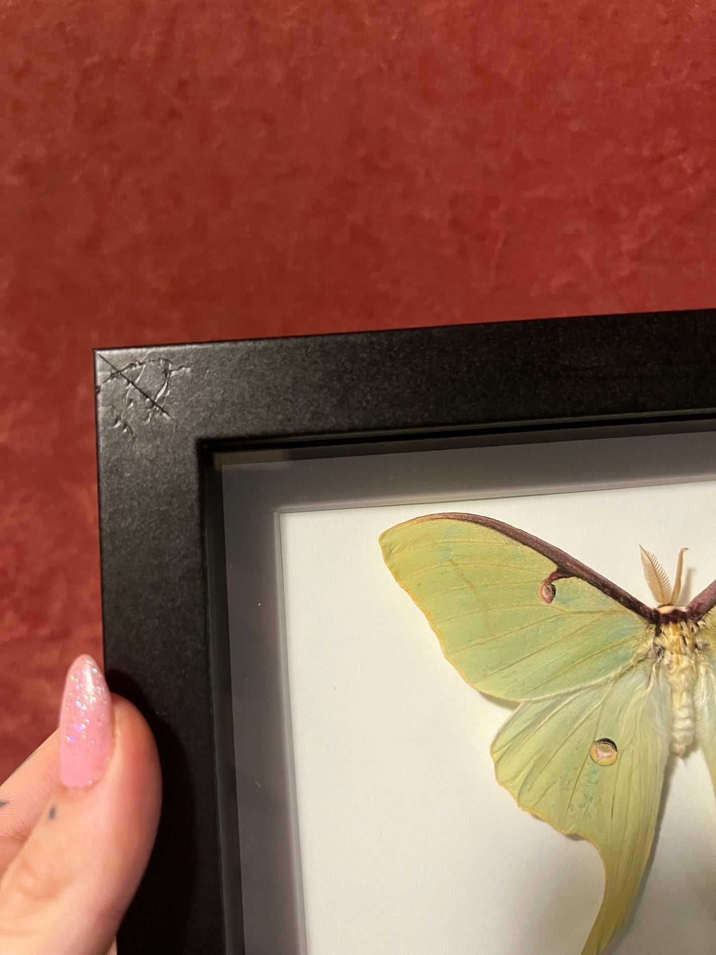 American Luna Moth 5x7