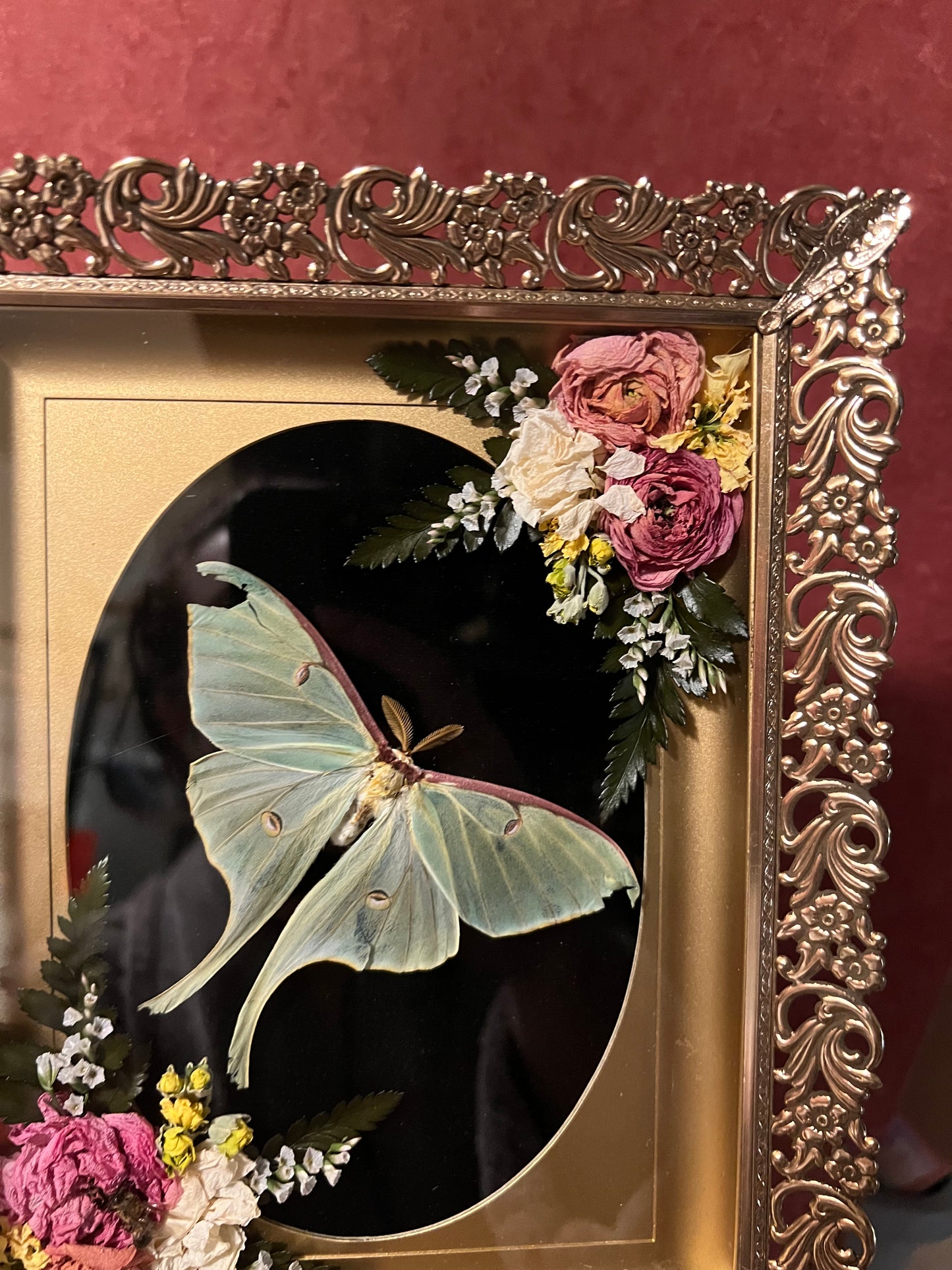 Luna moth in Vintage Shadowbox