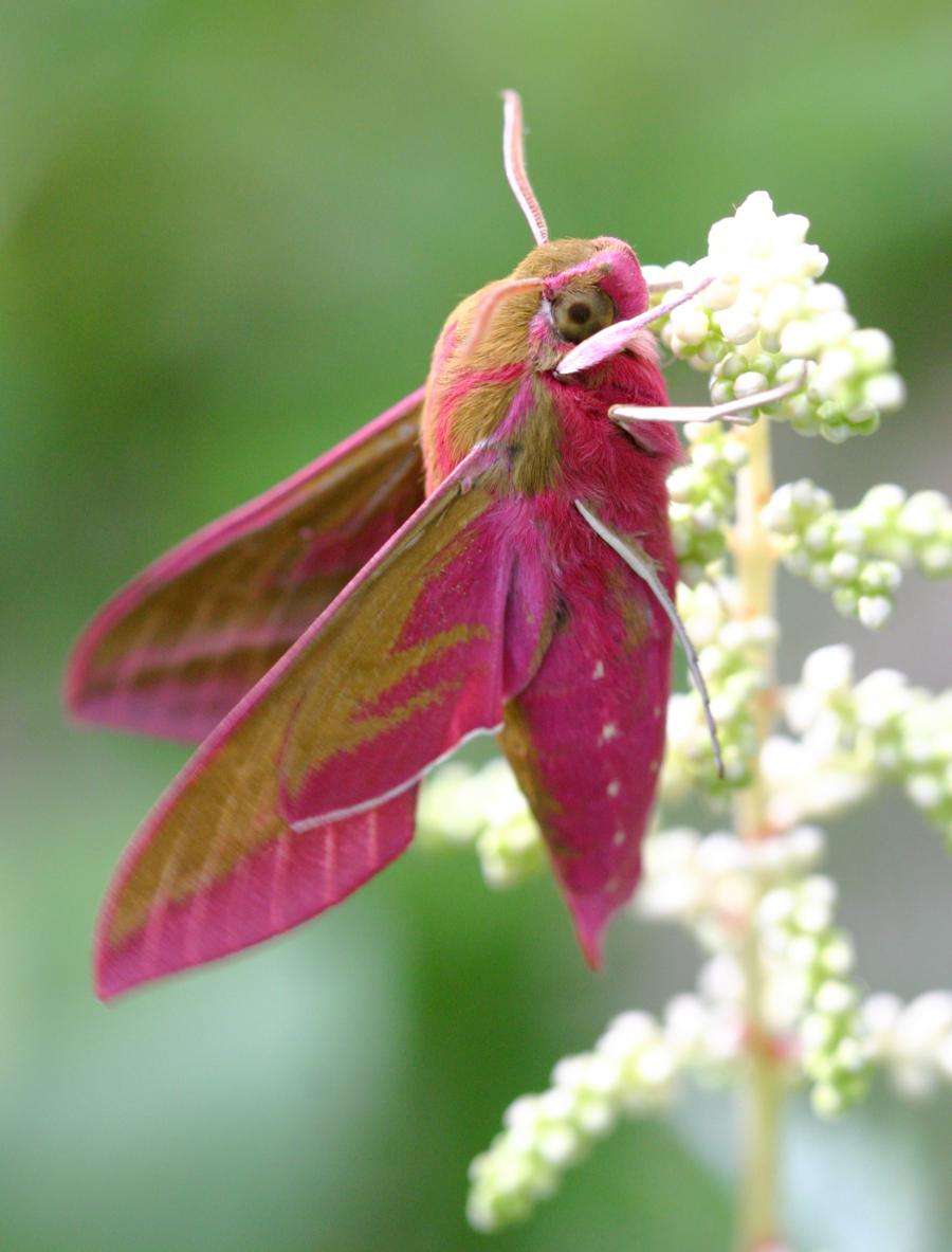 Elephant Hawk Moth - Deilephila elpenor - Natural Death Papered Specimen