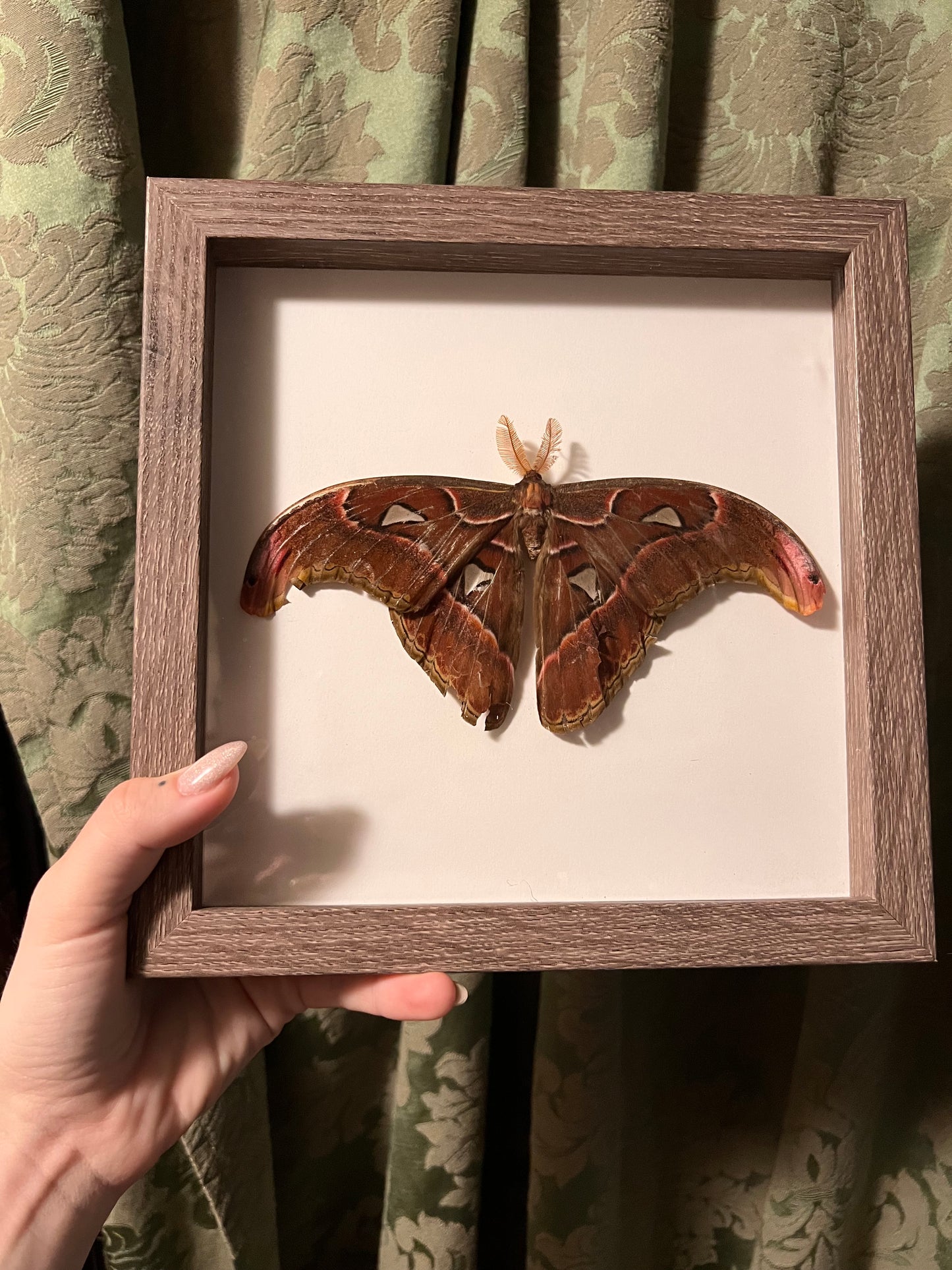 Attacus Lorquinii Frame