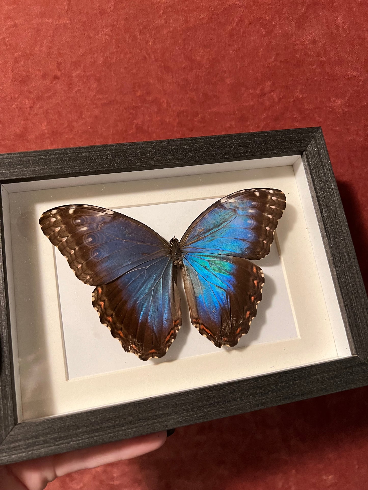 Blue Morpho Frames