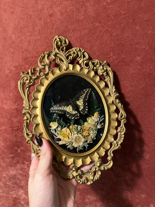 Swallowtail in Vintage Frame