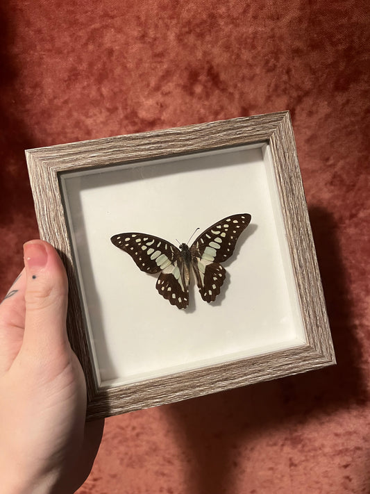 Blue Jay Butterfly 5x5