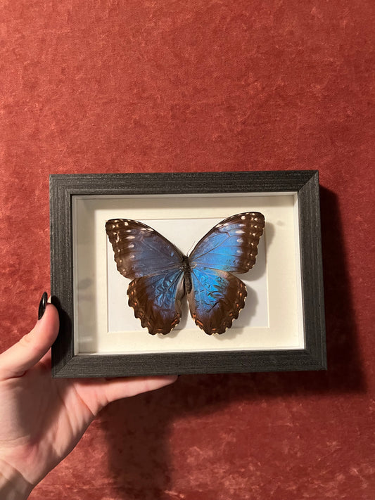 Blue Morpho Frames