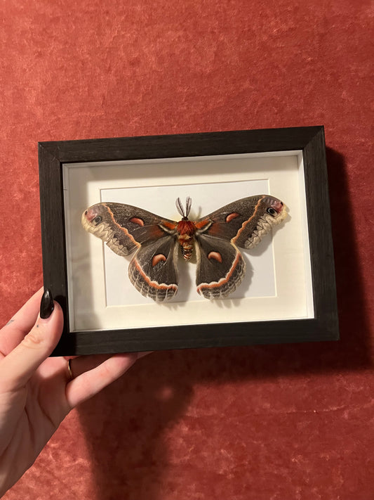 Cecropia Moth Framed