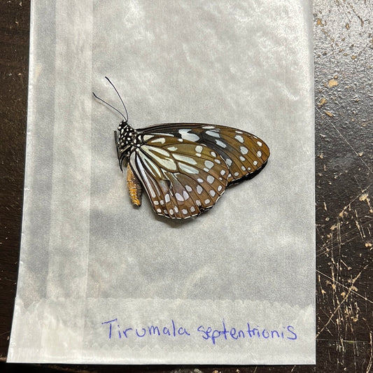 Dark Blue Tiger Butterfly - Natural Death Papered Specimen