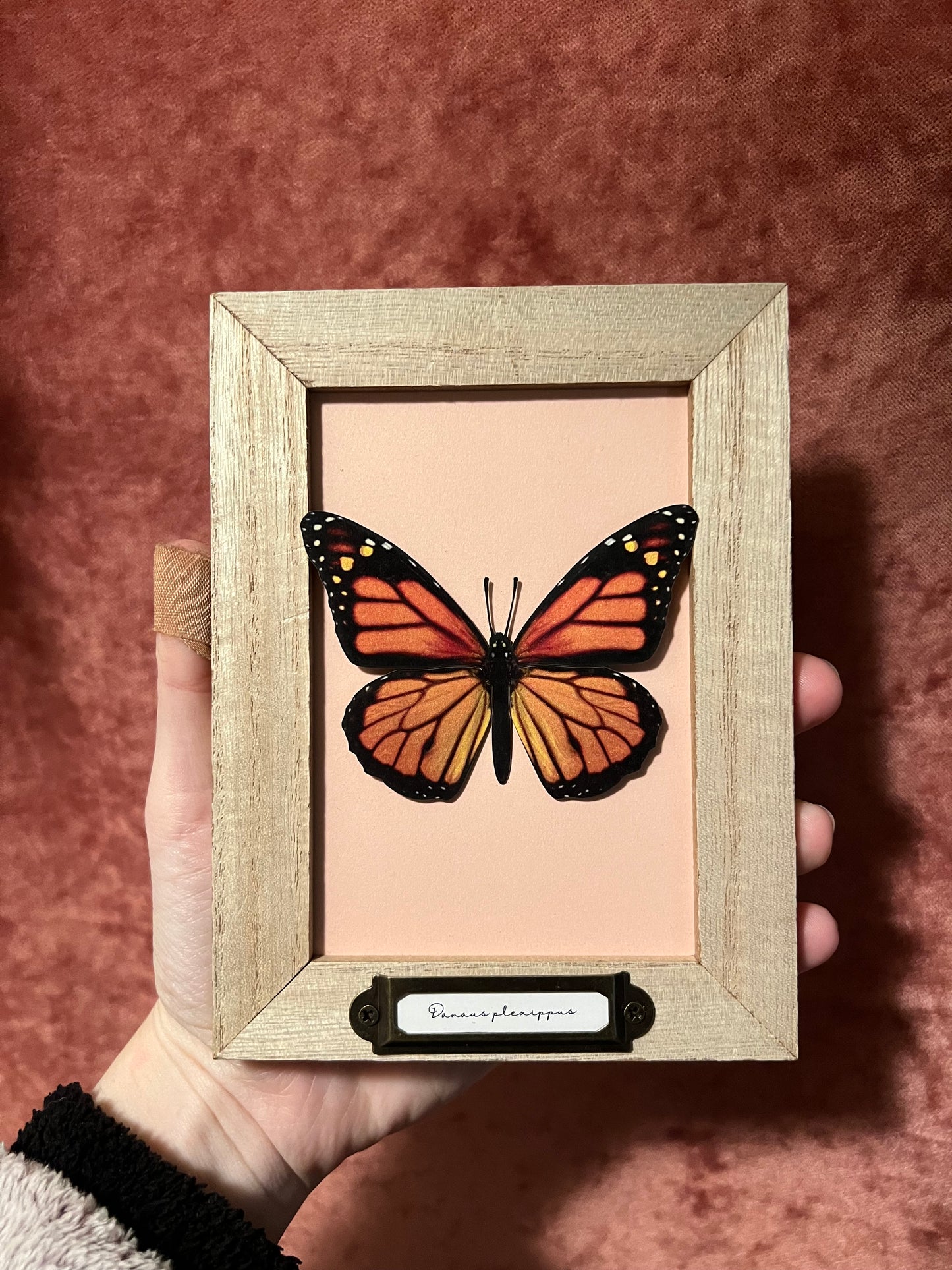 Paper Specimen Vintage Looking Display Frames