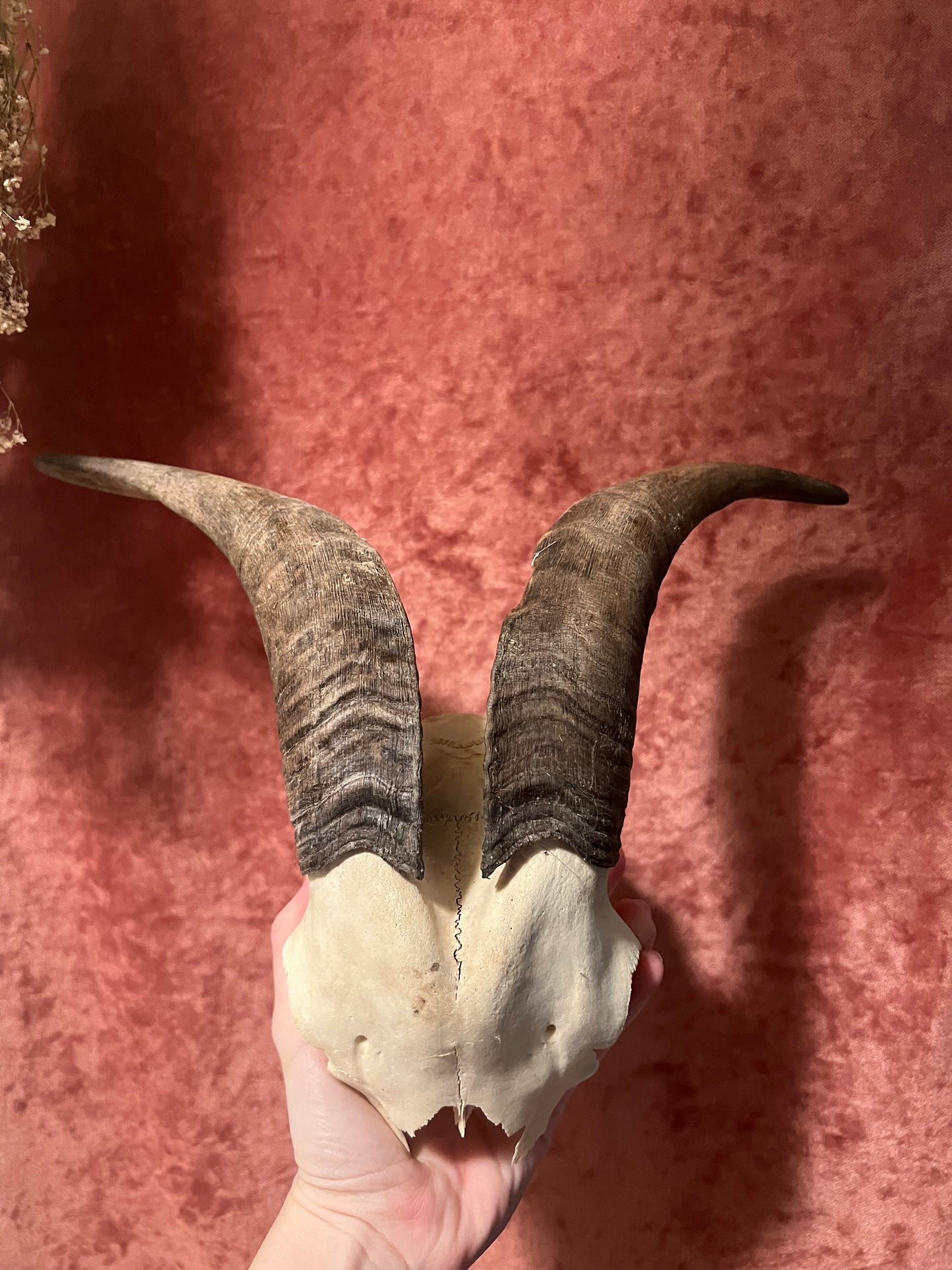 Ram Skulls