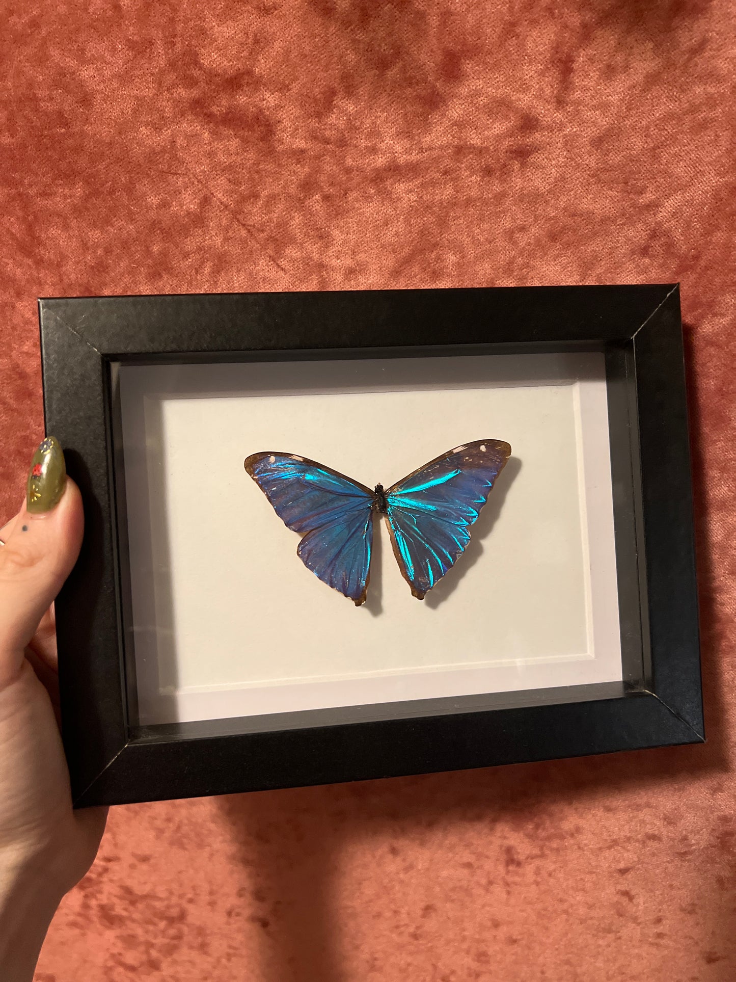 Aega Morpho