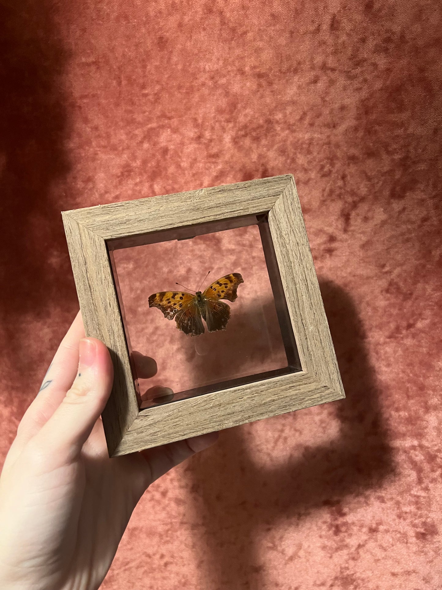 Glass Backed Natural Deaths 4x4