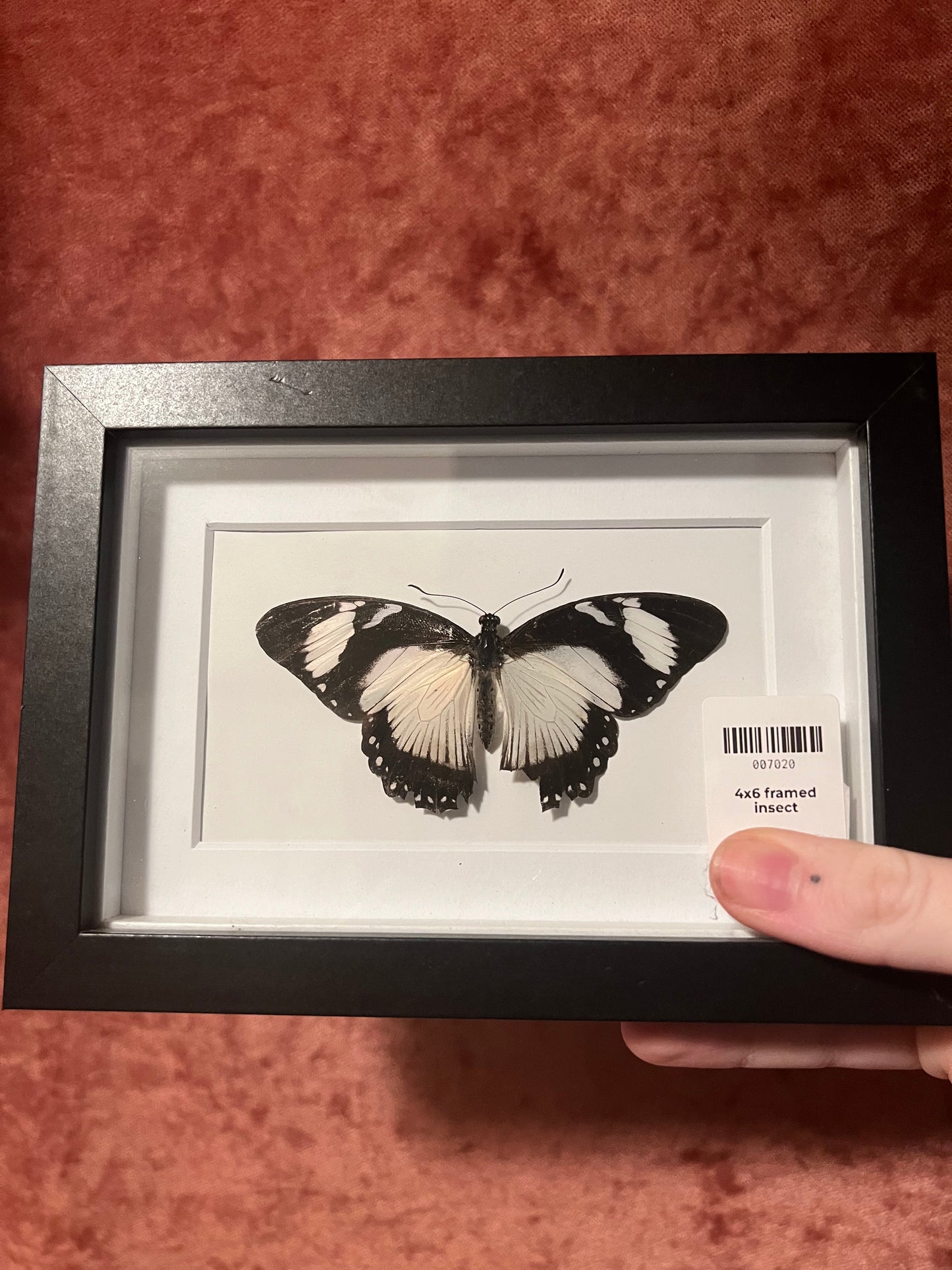 Natural Death Frames 4x6