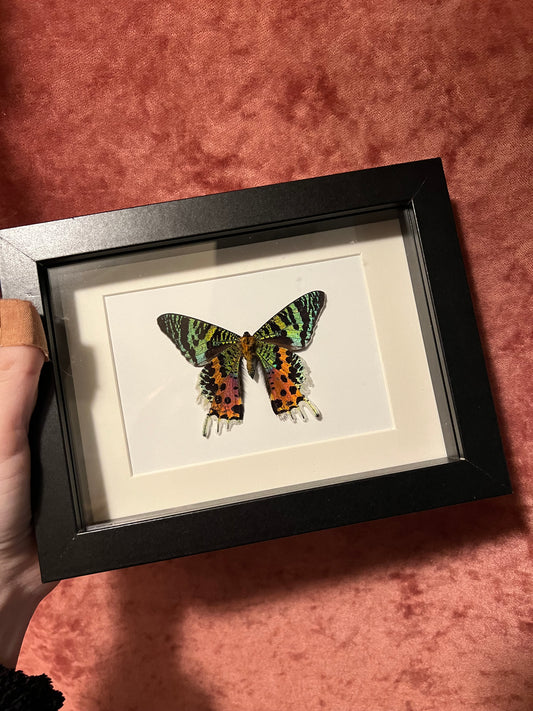 Moth In Frame Framed Insects – Wildflower Oddities
