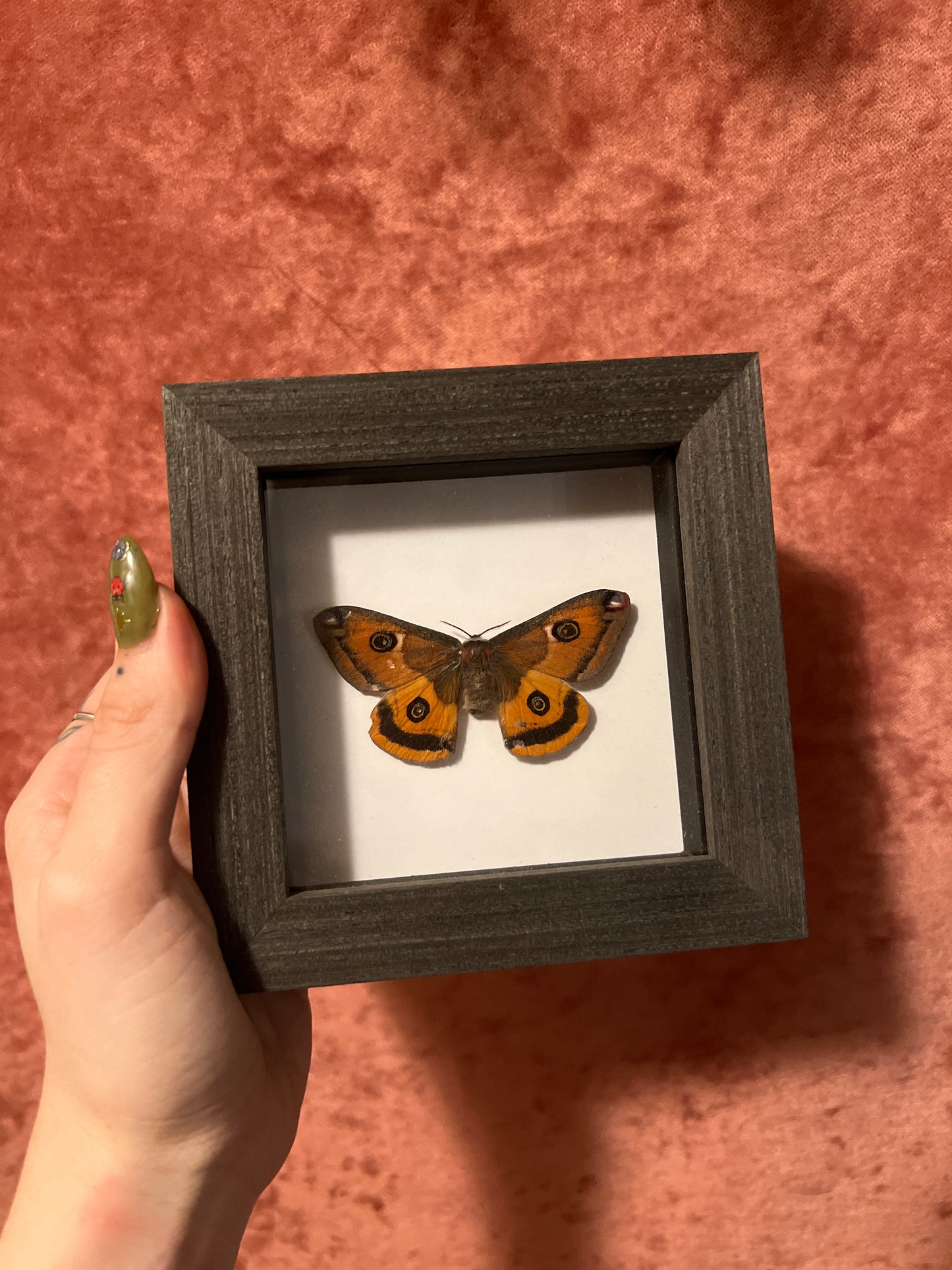 Emperor Moth 4x4