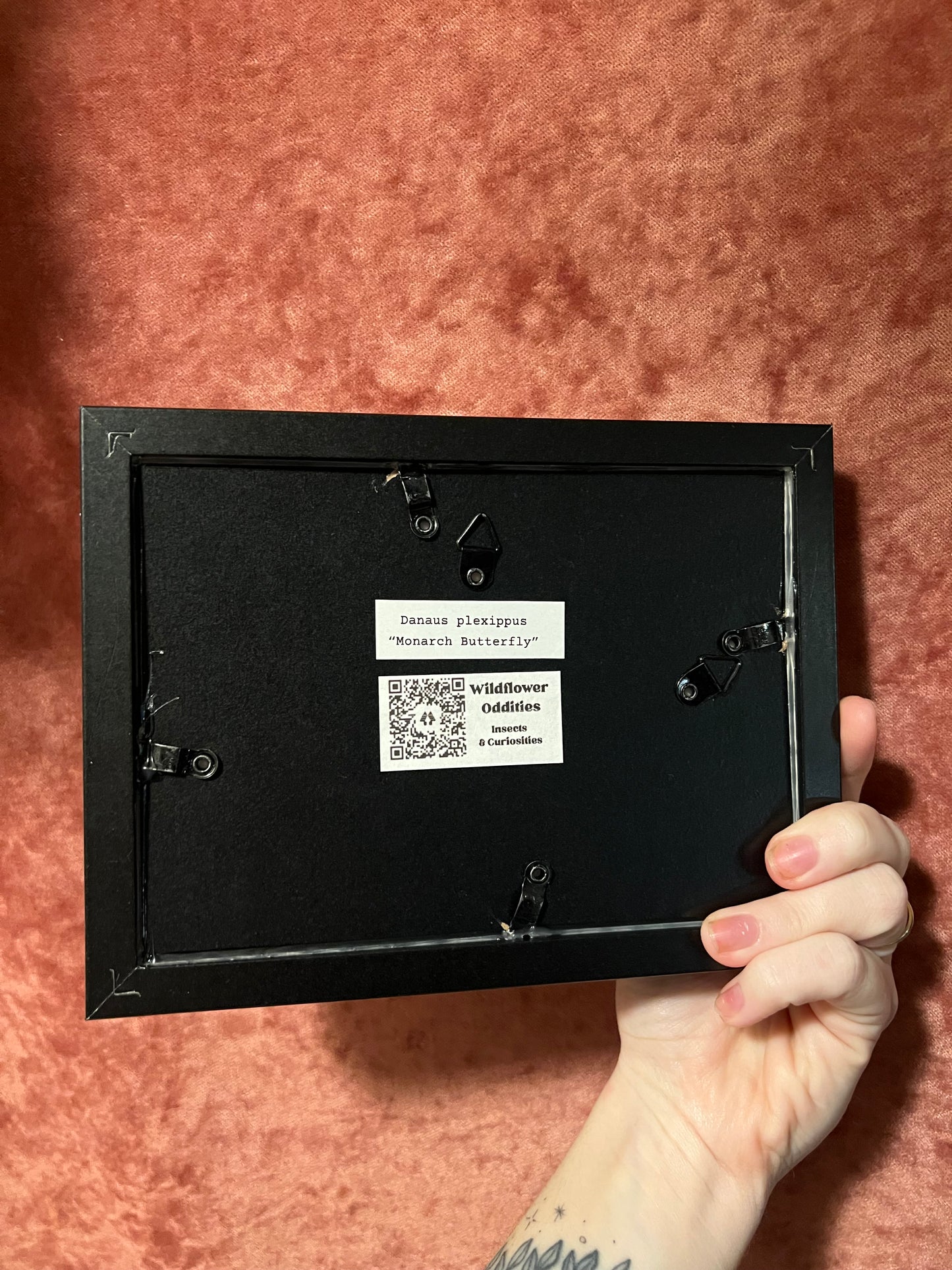 Monarch Butterfly 5x7 Frame