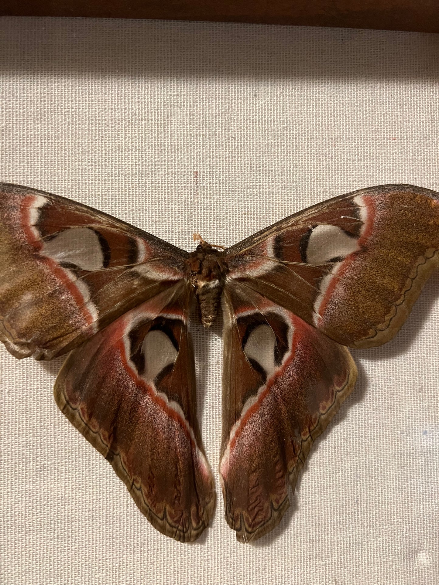 Attacus Atlas Moth (ND) 8x8