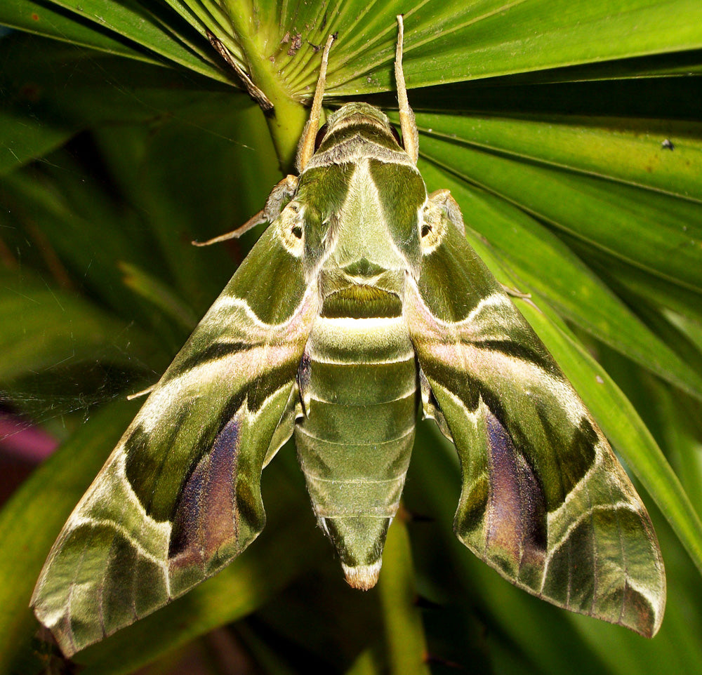 Oleander Hawk Moth - Daphnis nerii - Natural Death Papered Specimen