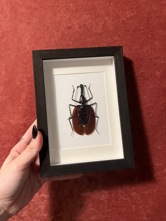 Violin Beetle Framed