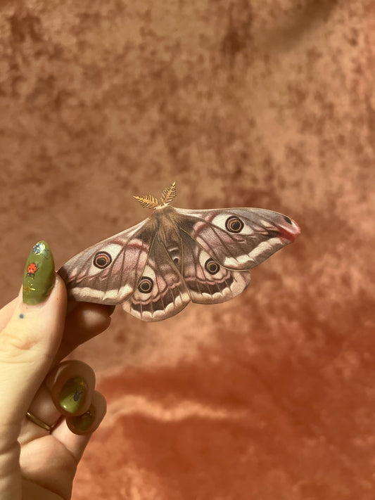 Emperor Moth M&M Paper Specimen