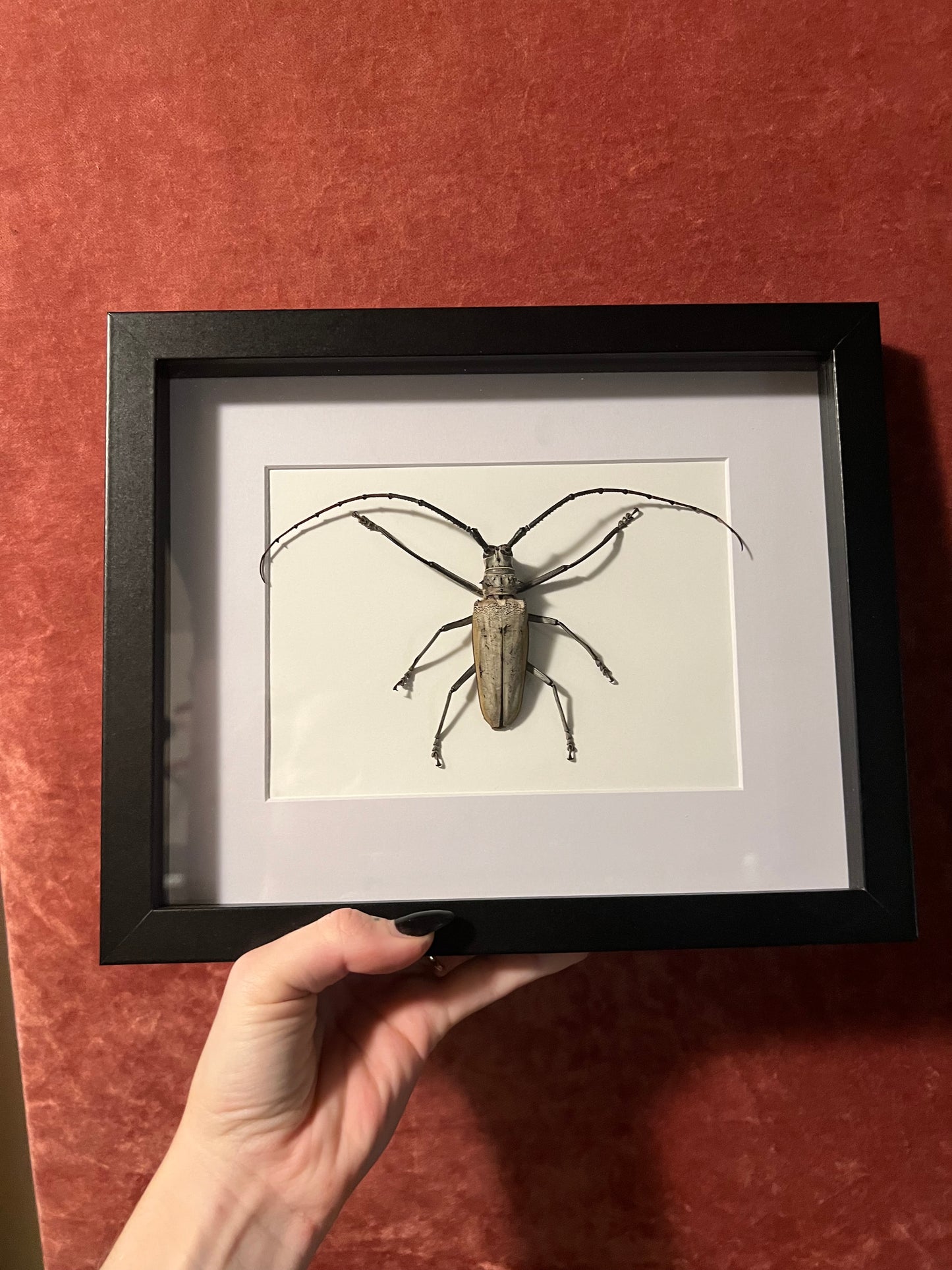 Longhorn Beetle Frame