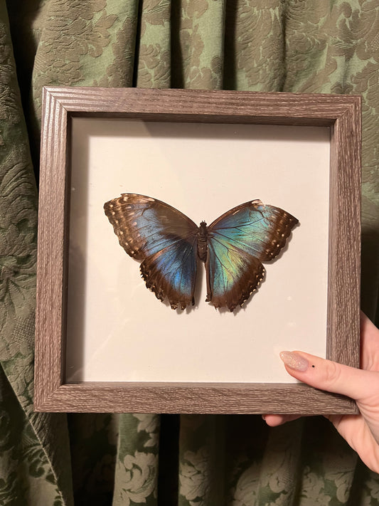 Morpho Helenor Frame