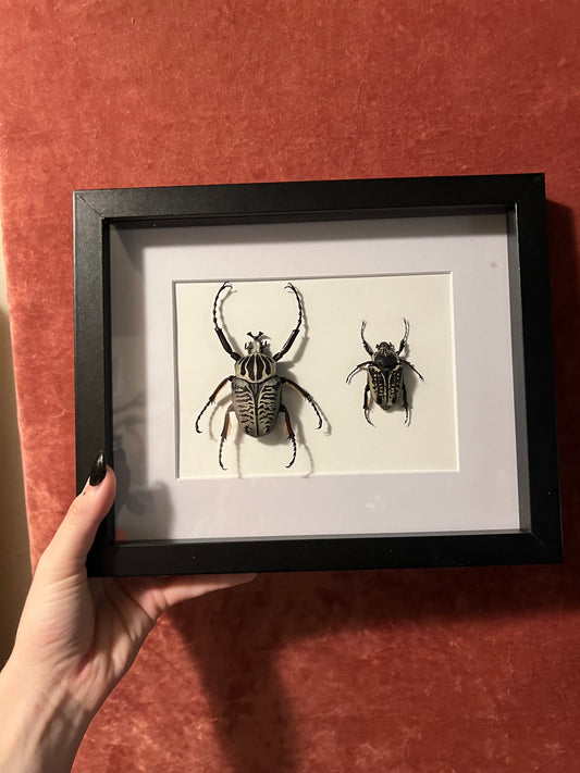 Goliath Beetle Pair Framed