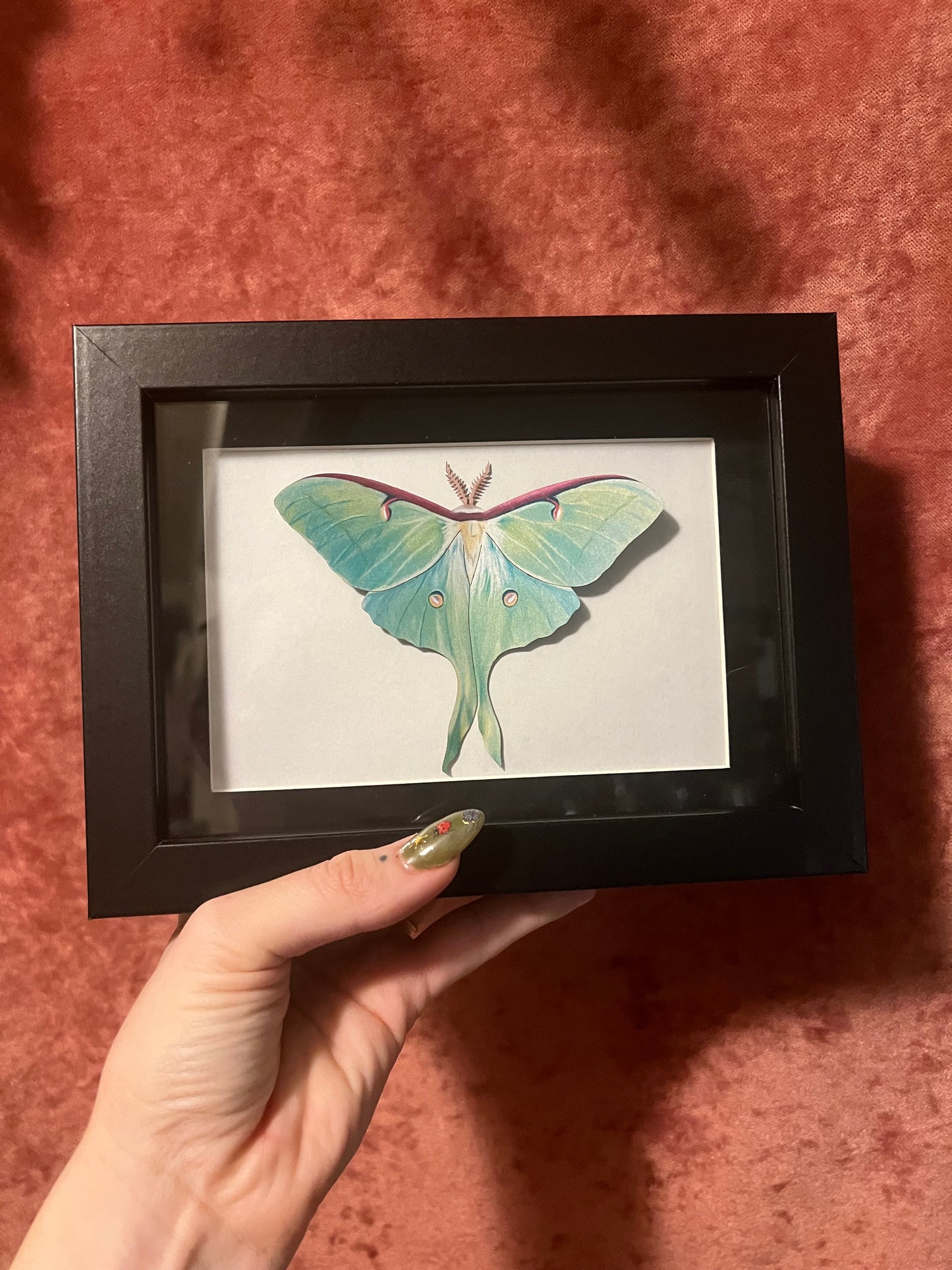 Framed Paper Specimens in Black 5x7 Shadowbox, M&M Faux Insect Taxidermy