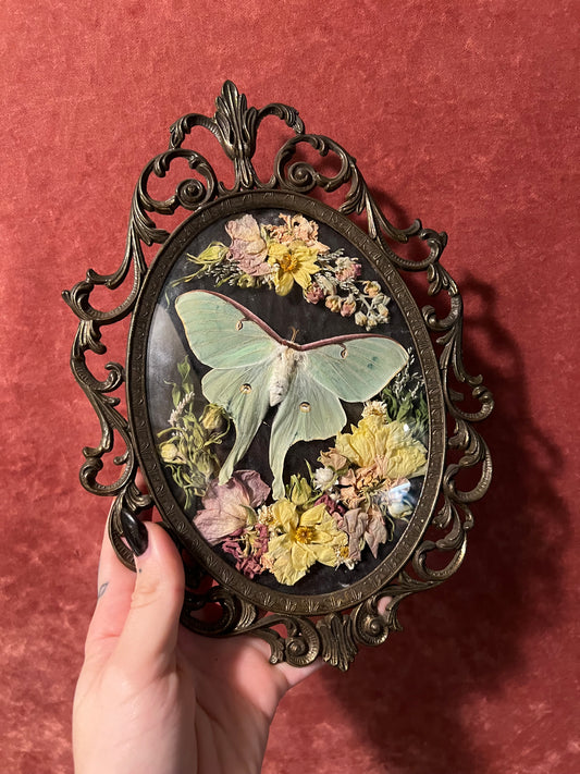 Luna Moth Small Vintage Frame