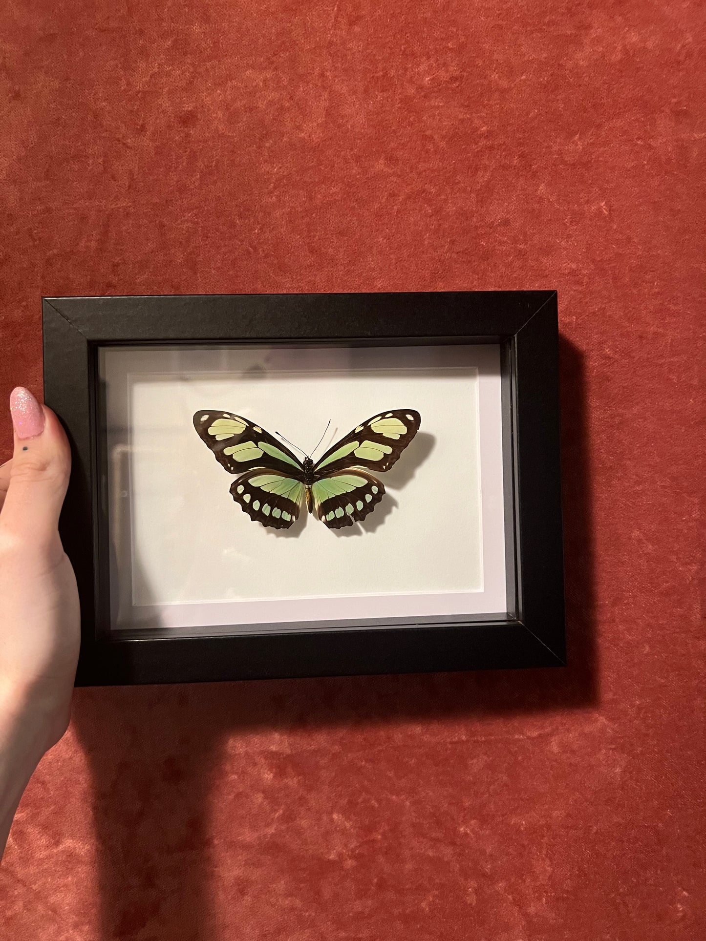 Dido Longwing Green Butterfly 5x7