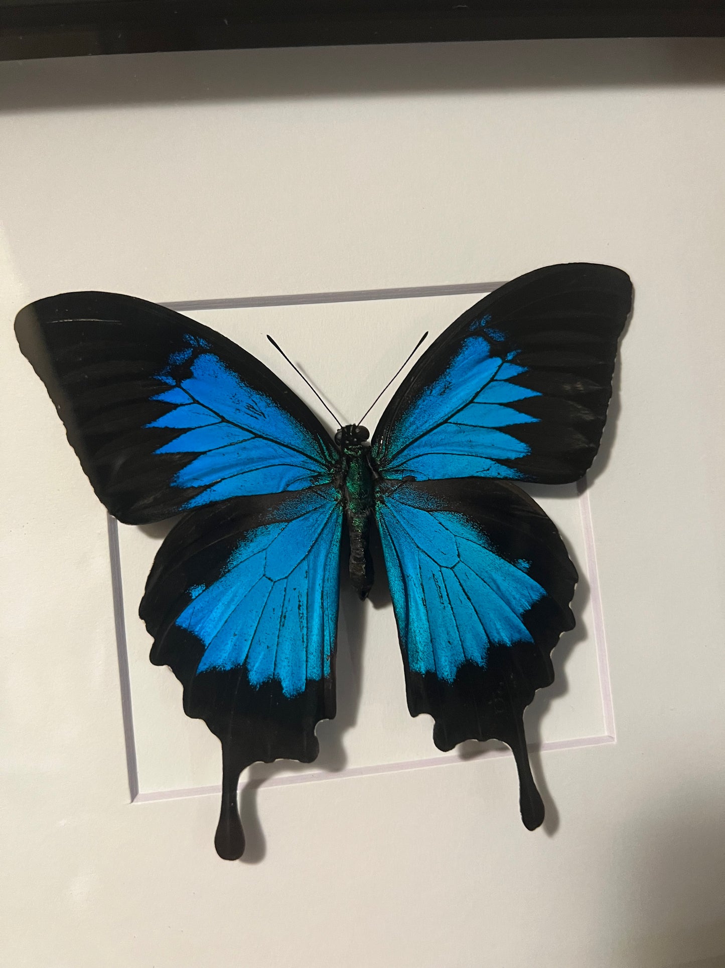 Blue Ulysses Swallowtail 8x8