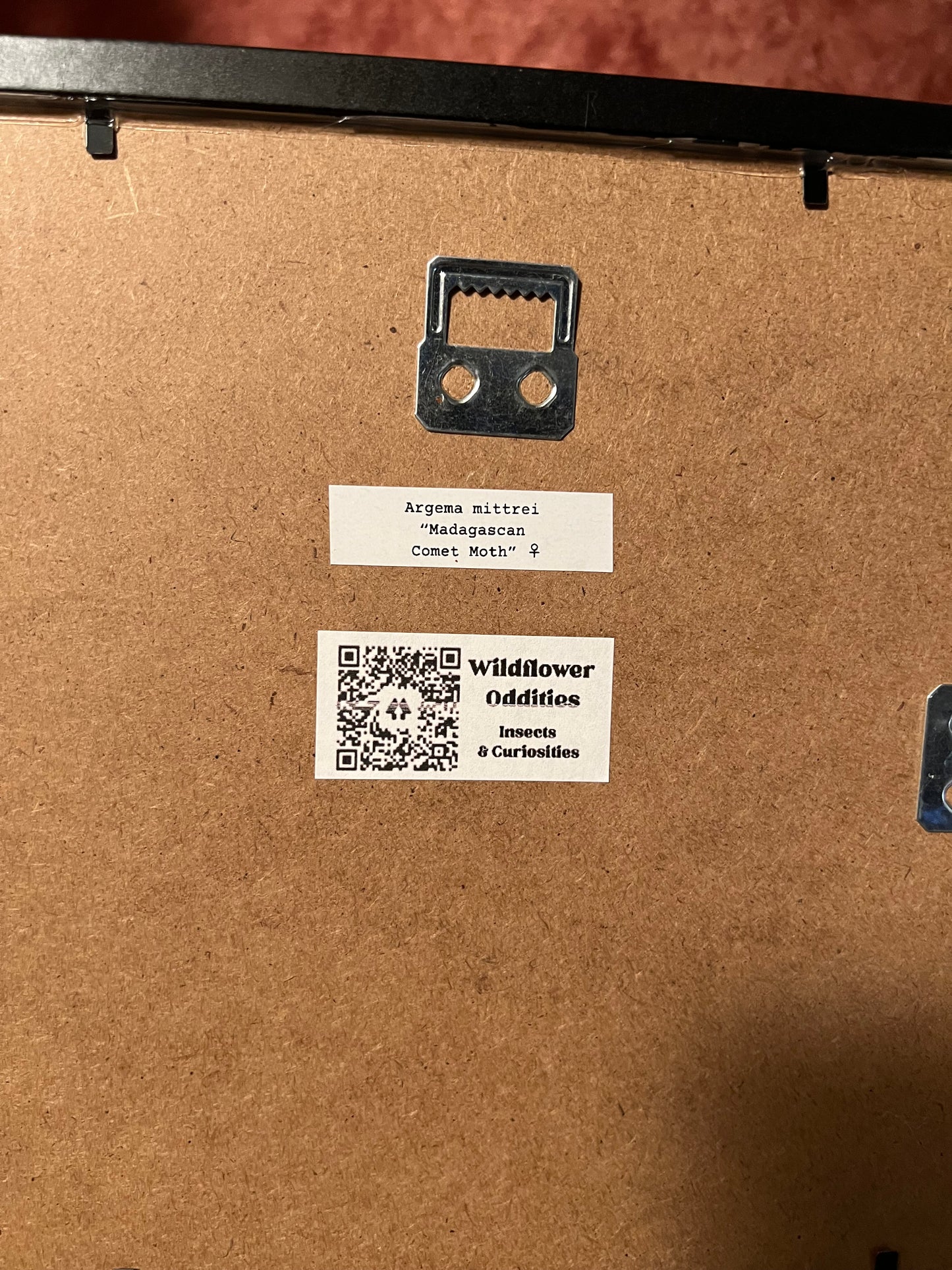 Comet Moth Female 8x10