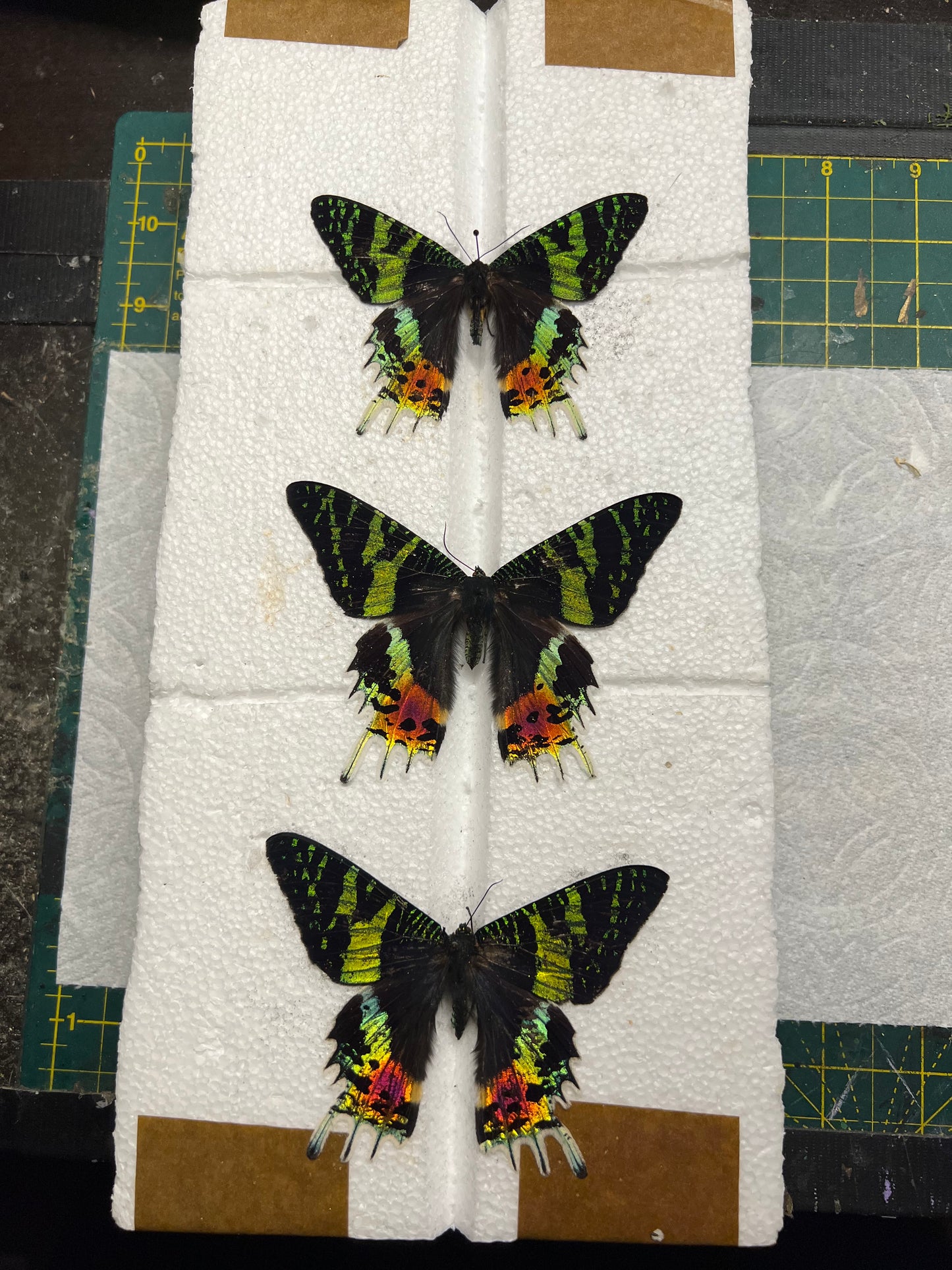 Madagascan Sunset Moth Dried Specimens, Unprepared or Pinned